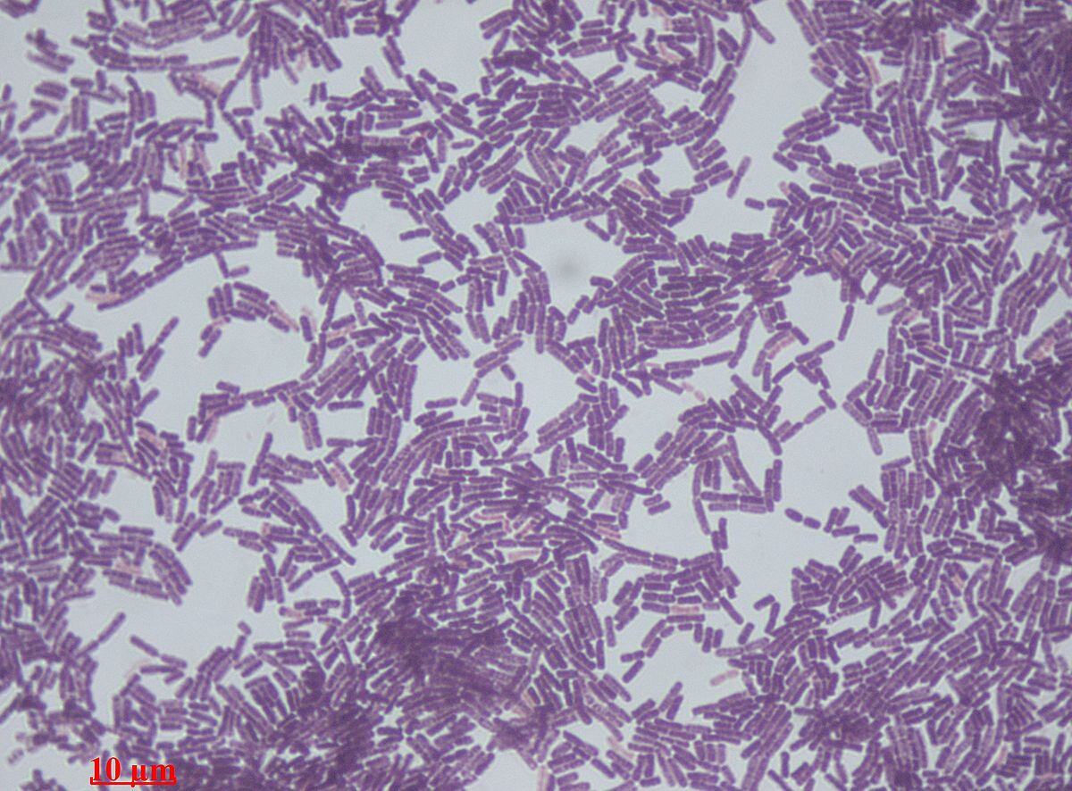 1200px-Bacillus_species
