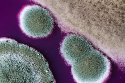 Mold