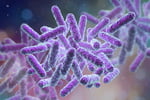 Purple bacteria virus under a microscope